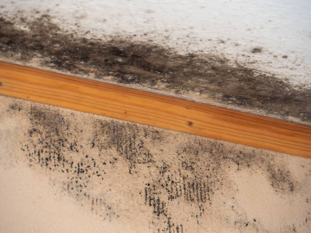 Best Asbestos and Lead Testing During Mold Inspection  in Hilton Head Island, SC