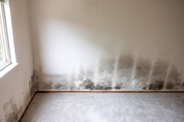 Best Emergency Mold Remediation  in Hilton Head Island, SC