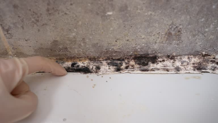 Best Airborne Mold Testing  in Hilton Head Island, SC